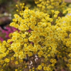 Frøstjerne Gul - Thalictrum sphaerostachyum