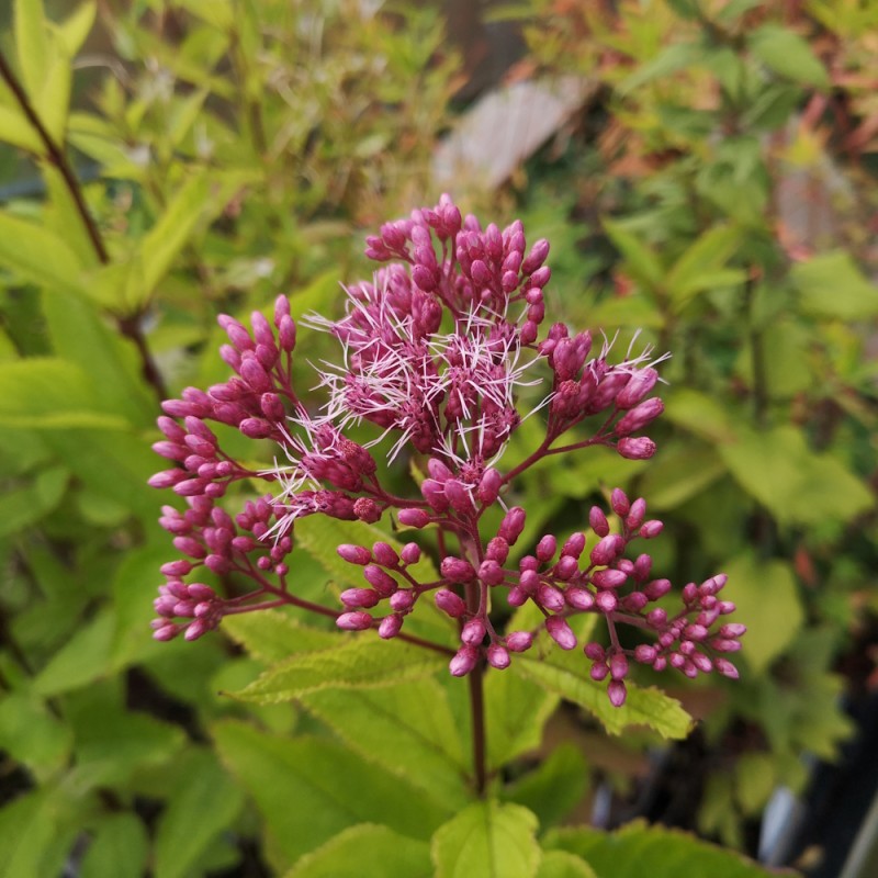 Hjortetrøst Baby Joe - Eupatorium dubium Baby Joe