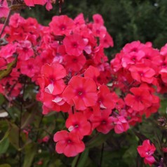 Høstfloks Adessa Orange - Phlox paniculata Adessa Orange