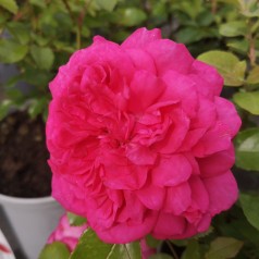 Rose Laguna - Slyngrose