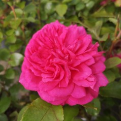 Rose Laguna - Slyngrose