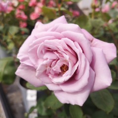 Rose Twice in a Blue Moon - Storblomstret Rose