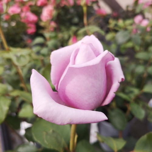 Rose Twice in a Blue Moon - Storblomstret Rose