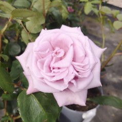 Rose Twice in a Blue Moon - Storblomstret Rose