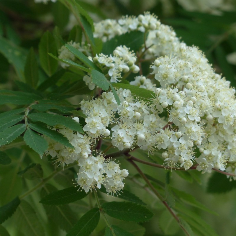Almindelig Røn 80-120 cm. - Bundt Med 10 Stk. Barrodsplanter - Sorbus ...