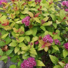 Dværg Spiræa Magic Carpet 15-20 cm. - Bund med 10 barrodsplanter - Spiraea japonica Magic Carpet