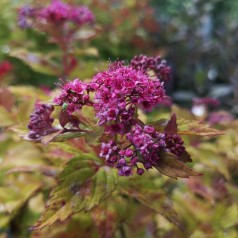 Dværg Spiræa Magic Carpet 15-20 cm. - Bund med 10 barrodsplanter - Spiraea japonica Magic Carpet