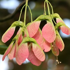 Ahorn - Ær 60-80 cm. - Bundt med 10 stk. barrodsplanter - Acer pseudoplatanus