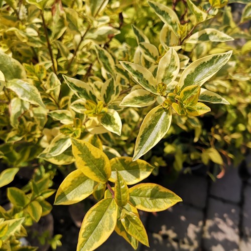 Ligustrum ovalifolium Aureum - Gulbroget Liguster