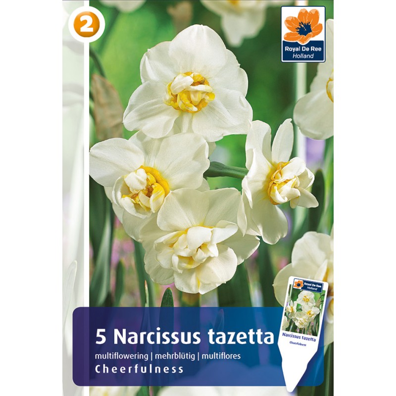 Pinseliljeløg Cheerfullness - Narcissus tazetta / 5 Løg