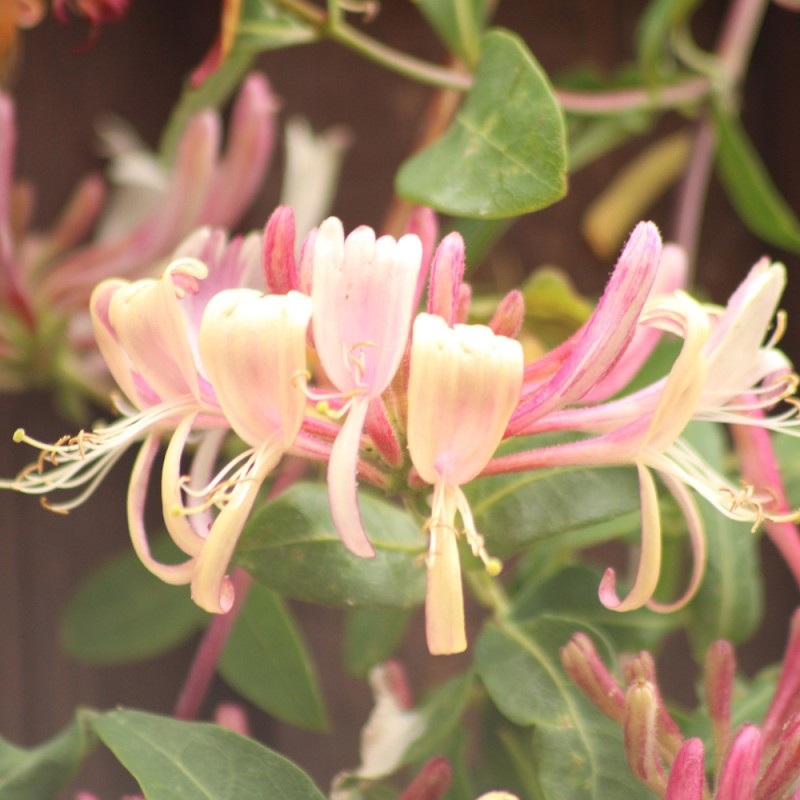 Tatarisk Gedeblad 40-60 cm. - Bundt Med 10 Stk. Barrodsplanter - Lonicera tatarica