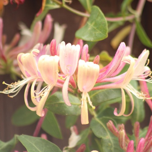 Tatarisk Gedeblad 40-60 cm. - Bundt Med 10 Stk. Barrodsplanter - Lonicera tatarica