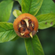 Mespilus germanica 'Westerveld' - Mispel - Aberøv