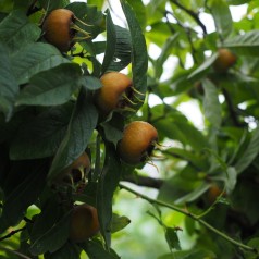 Mespilus germanica 'Westerveld' - Mispel - Aberøv