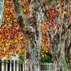 Platanus acerifolia - Platan / 175-200 cm.