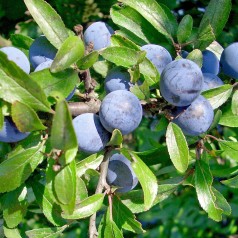 Slåen Prunus spinosa