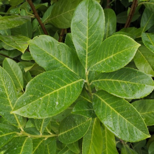 Laurbærkirsebær Rotundifolia 60-80 cm. - Bundt Med 25 Stk. Barrods hækplanter - Prunus laurocerasus Rotundifolia