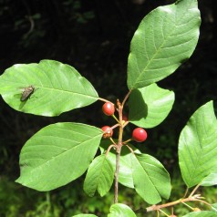 Tørst, Rhamnus frangula