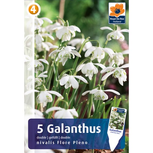 Vintergæk Løg Flore Pleno - Galanthus / 5 løg