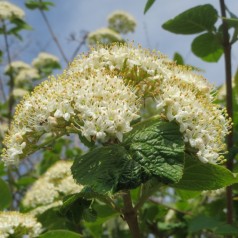 Pibekalkved 40-60 cm. - Bundt med 10 stk. barrodsplanter - Viburnum lantana