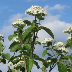 Pibekalkved 40-60 cm. - Bundt med 10 stk. barrodsplanter - Viburnum lantana