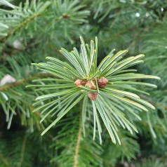 Abies Nordmanniana