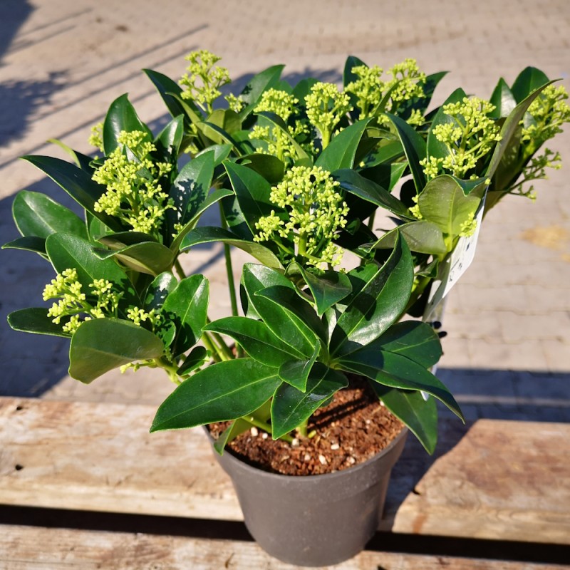 Skimmia japonica White Globe 7+ Blomster