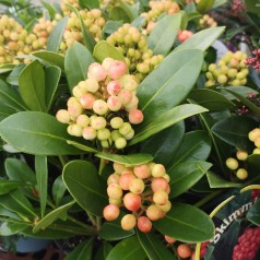 Skimmia japonica Temptation - Vinterbær - 2L Potte