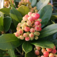 Skimmia japonica Temptation - Vinterbær - 2L Potte