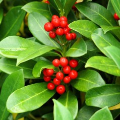 Skimmia japonica Temptation - Vinterbær