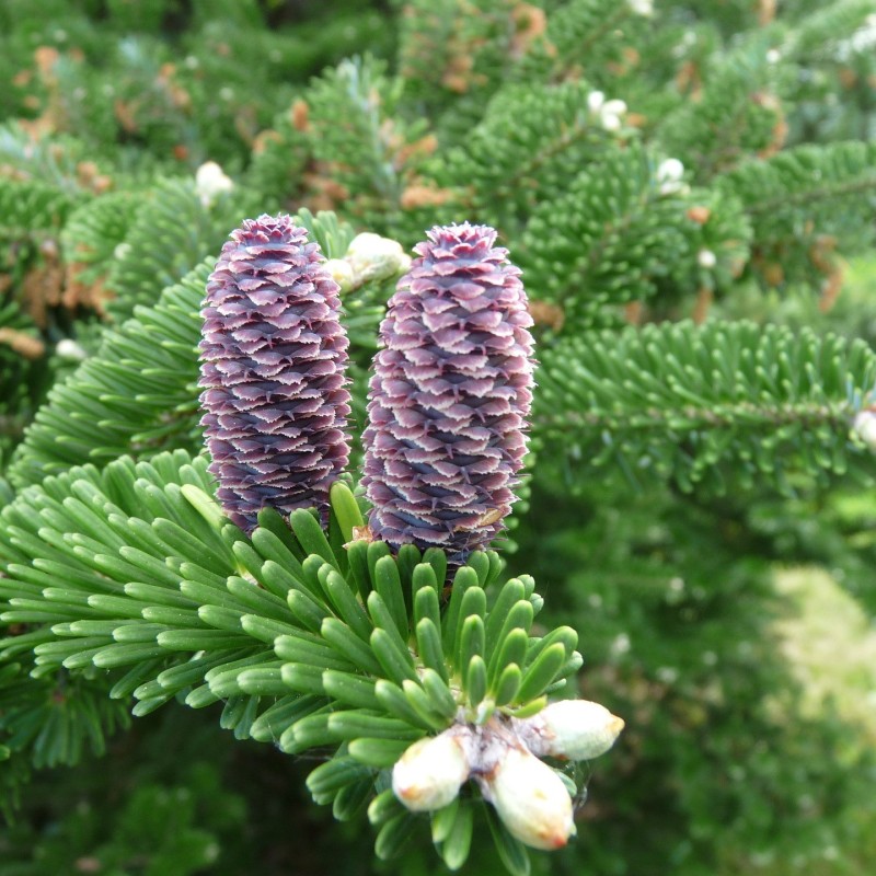 Abies Koreana