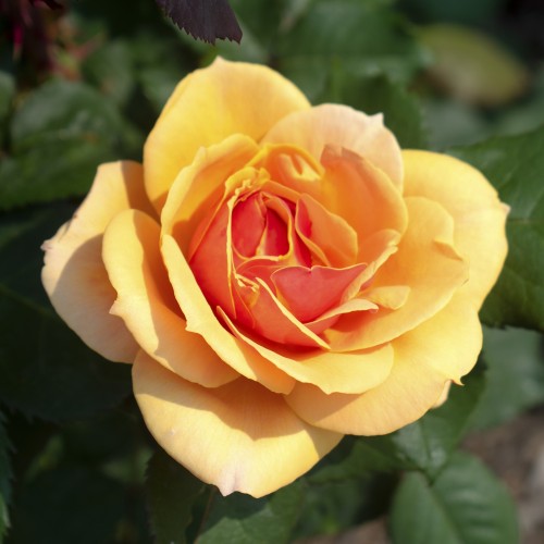 Rose Disco Tango - Slyngrose Courtyard Climber / Barrods
