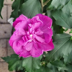 Syrisk Rose Magenta Chiffon - Hibiscus syriacus Magenta Chiffon