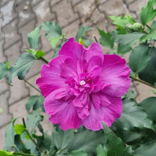 Syrisk Rose Magenta Chiffon - Hibiscus syriacus Magenta Chiffon