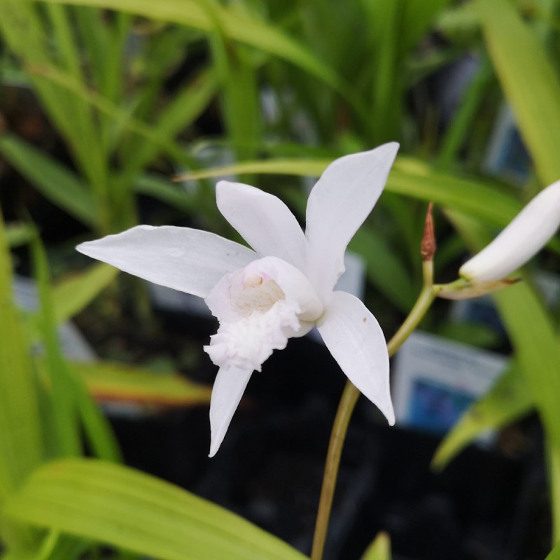 Mikadoblomst Alba - Bletilla striata Alba