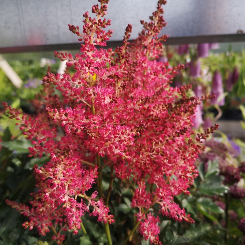 Astilbe Raspberry Astilbe Short's Sweet Raspberry - Astilbe hybrid Short's Sweet Raspberry