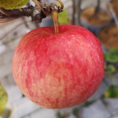 Æbletræ Ahrista 4-8 grene - Malus domestica Ahrista