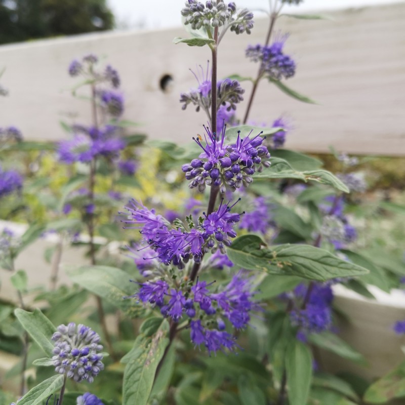 Blåskæg Dark Knight - Caryopteris clandonensis Dark Knight