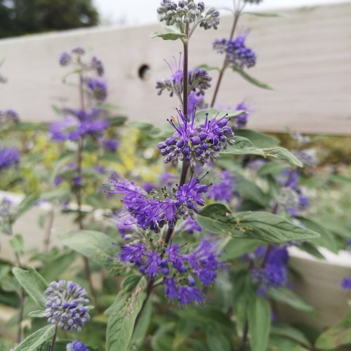 Blåskæg Dark Knight - Caryopteris clandonensis Dark Knight