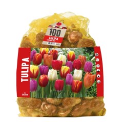 Tulipanløg mix, 100 løg