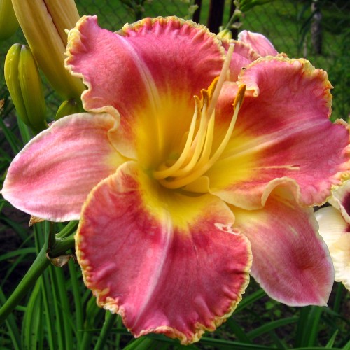 Daglilje Chicago Knobby - Hemerocallis hybrid Chicago Knobby