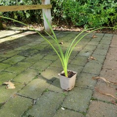 Daglilje Chicago Knobby - Hemerocallis hybrid Chicago Knobby