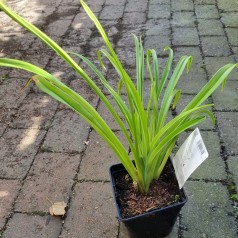 Daglilje Sabine Baur - Hemerocallis hybrid Sabine Baur