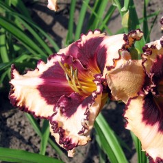 Daglilje Sabine Baur - Hemerocallis hybrid Sabine Baur