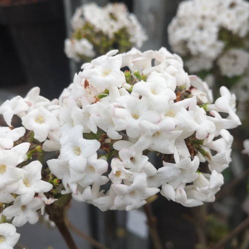 Duftsnebolle Anne Russell - Viburnum burkwoodii Anne Russell