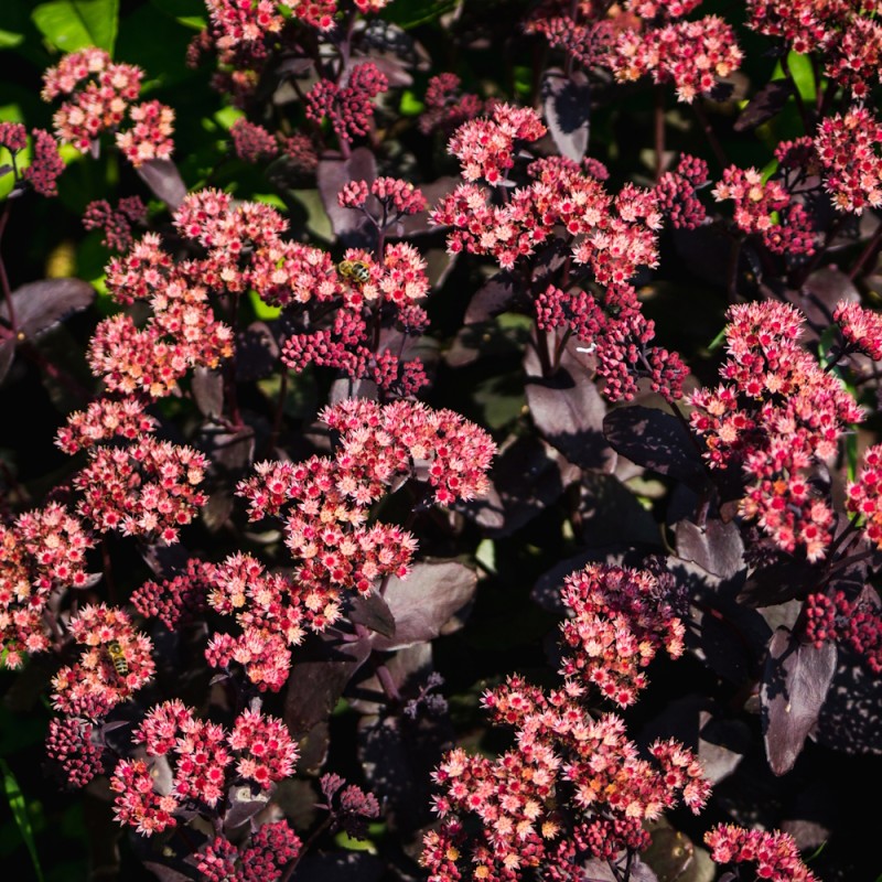 Sankthansurt Karfunkelstein - Sedum telephium Karfunkelstein