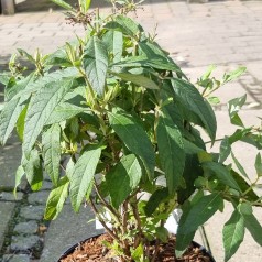 Dværg Sommerfuglebusk Little Pink 15-40 cm. - Buddleja davidii Butterfly Candy Little Pink