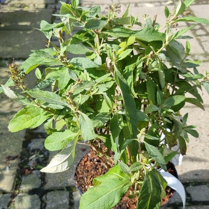 Dværg Sommerfuglebusk Little White 15-40 cm. - Buddleja davidii Butterfly Candy Little White