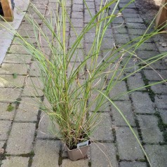 Elefantgræs Kleine Silberspinne - Miscanthus sinensis Kleine Silberspinne