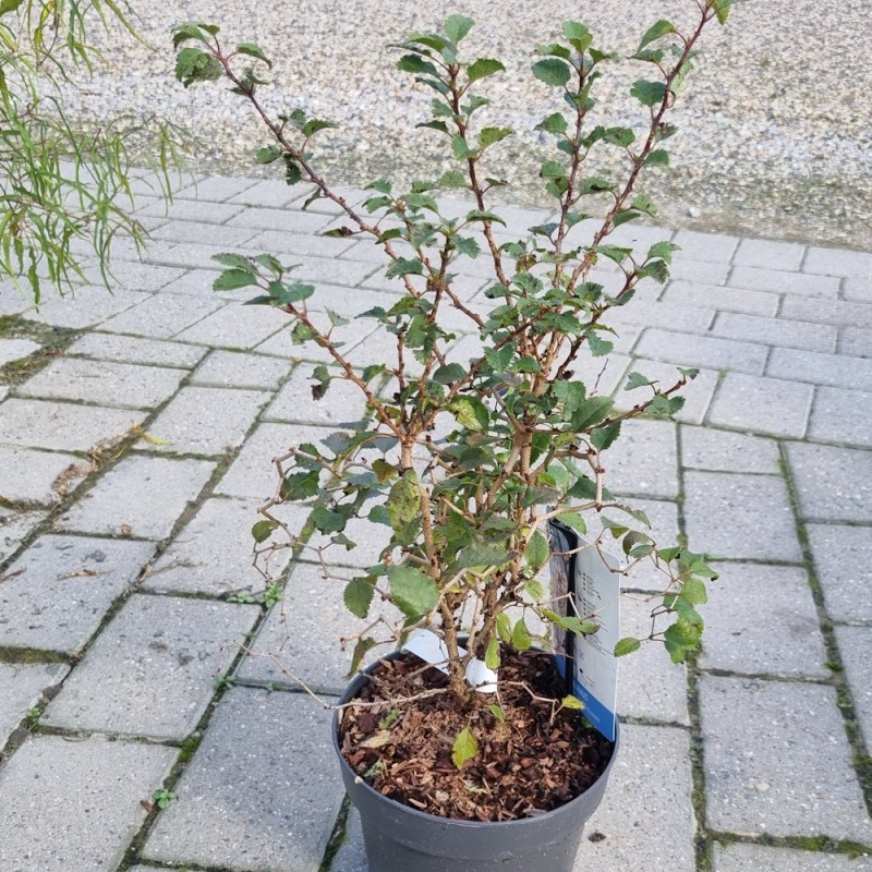 Fuji Kirsebær - Prunus incisa Kojou No Mai